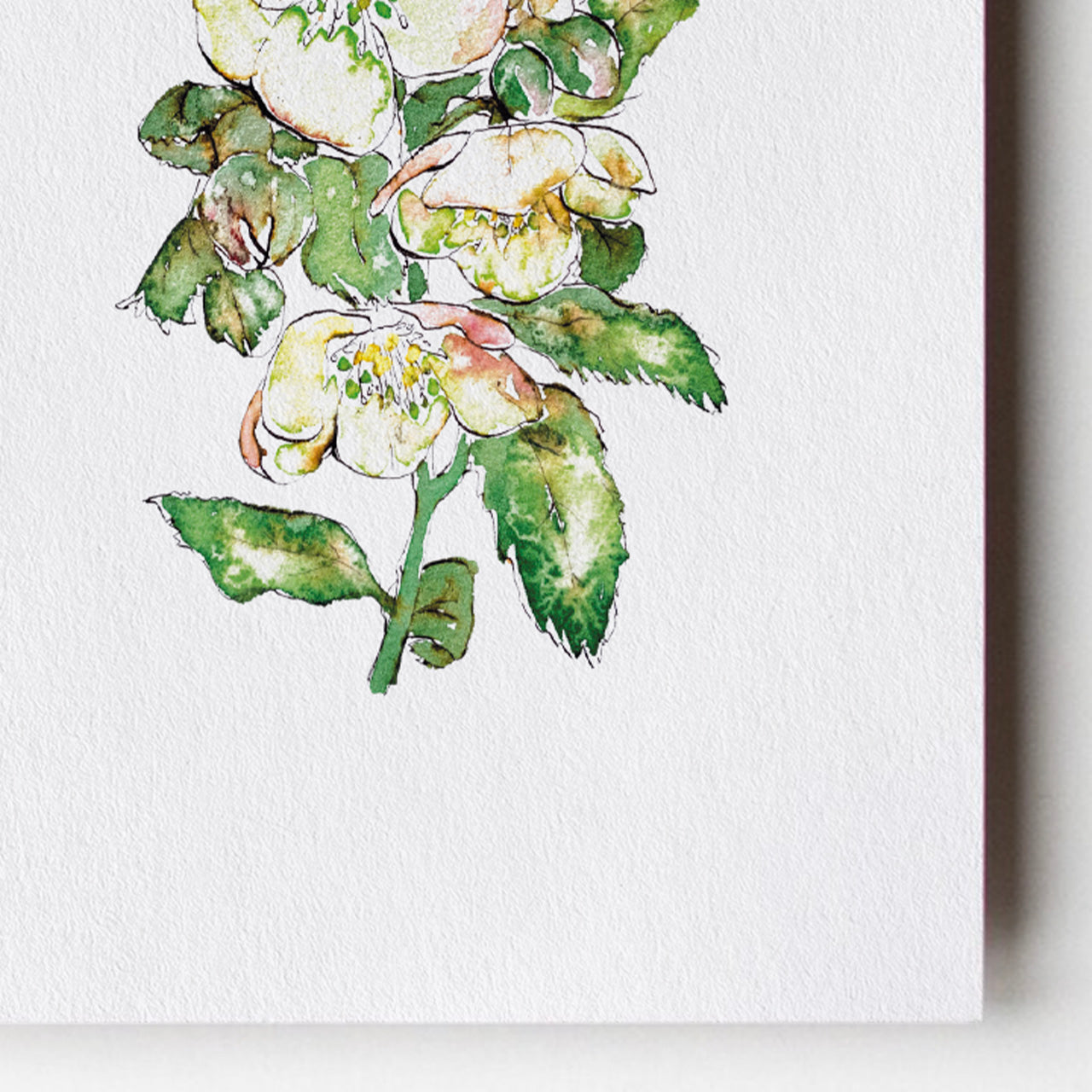 Green Hellebore Card