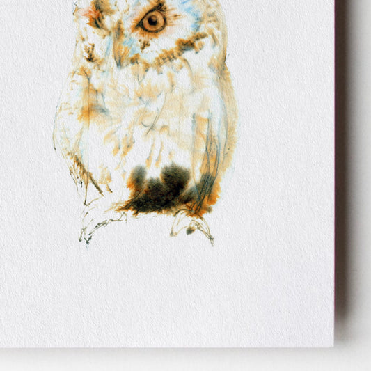 Striking Barn Owl Card
