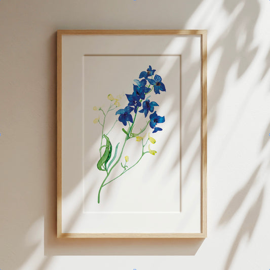 Delphinium Watercolour Giclée Fine Art Print